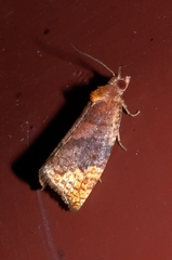 Pyrgotis eudorana