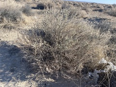 Atriplex canescens