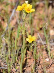Mentzelia pectinata