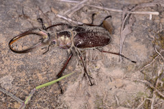 Sphaenognathus giganteus