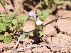 Acanthomintha obovata cordata