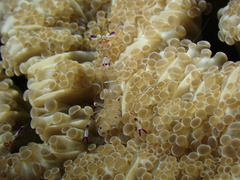 Ancylomenes sarasvati