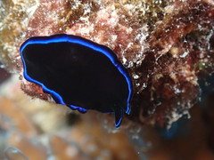 Pseudoceros caeruleocinctus