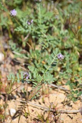 Astragalus didymocarpus