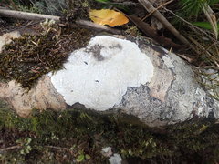 Coccotrema cucurbitula