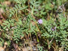 Astragalus didymocarpus