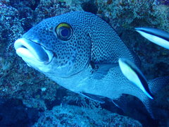 Plectorhinchus pica