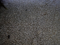 Coccotrema cucurbitula