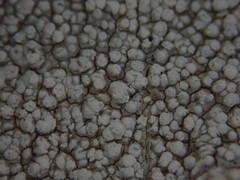 Coccotrema cucurbitula