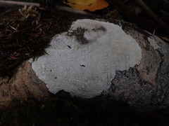 Coccotrema cucurbitula