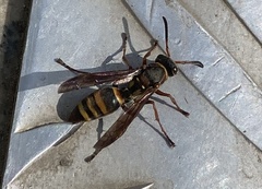 Polistes snelleni