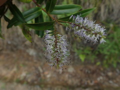 Veronica bishopiana