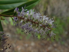 Veronica bishopiana