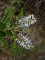 Veronica bishopiana