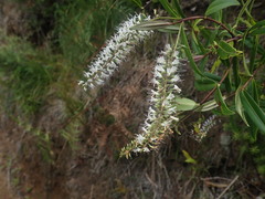 Veronica bishopiana