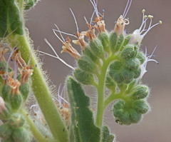 Phacelia palmeri