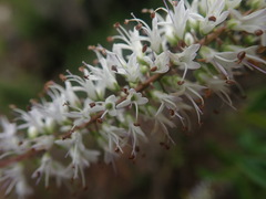 Veronica bishopiana