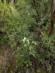 Veronica bishopiana