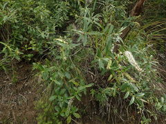 Veronica bishopiana