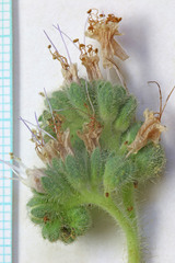 Phacelia palmeri