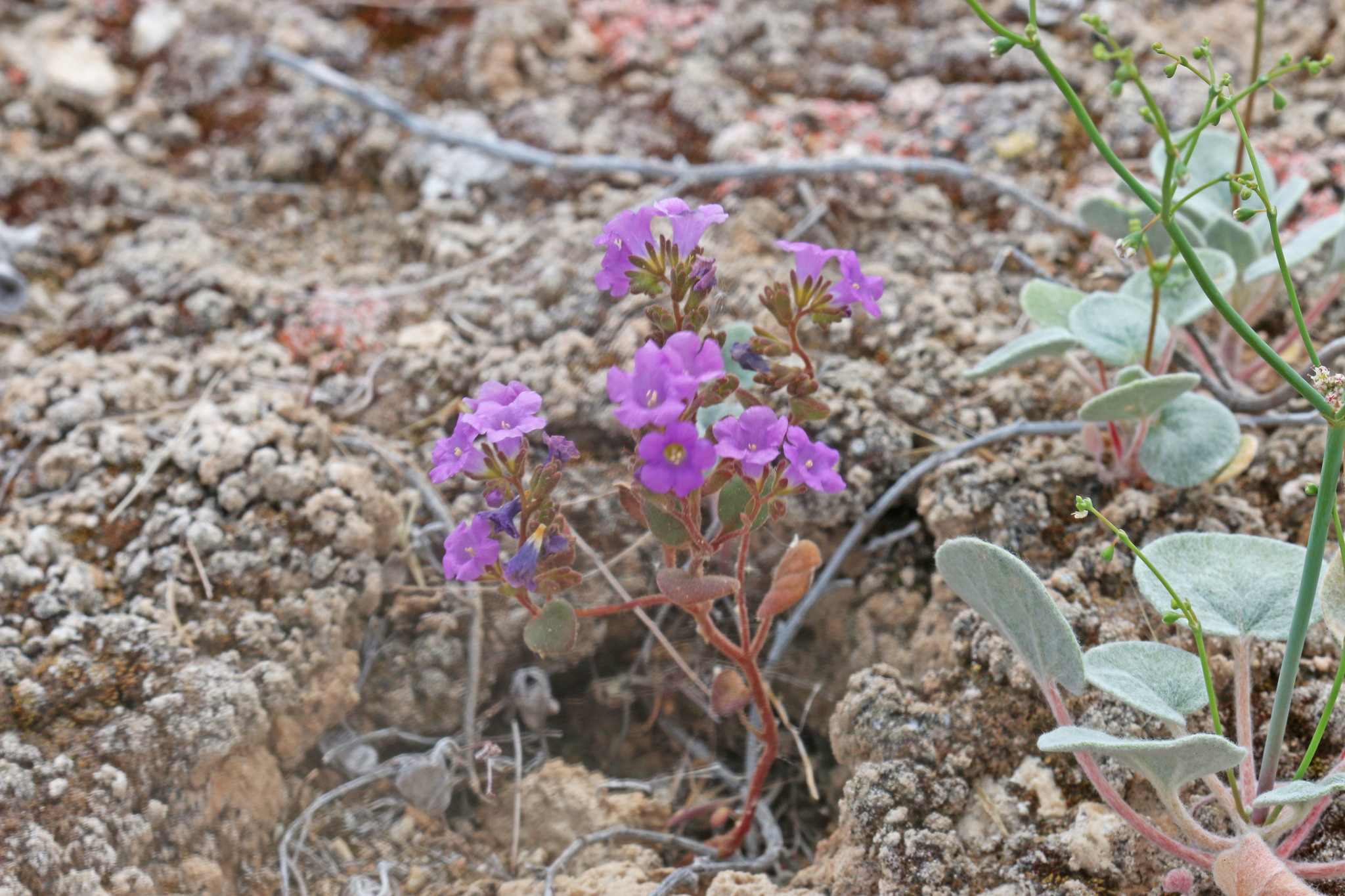 Phacelia pulchella var. pulchella
