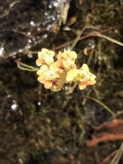 Utricularia fulva
