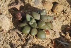 Dudleya brevifolia