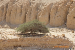 Vachellia tortilis raddiana