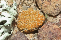 Caloplaca subpyraceella