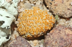 Caloplaca subpyraceella