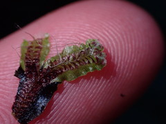 Mannia gracilis