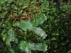 Mannia gracilis