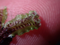 Mannia gracilis