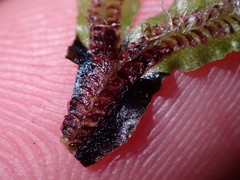 Mannia gracilis