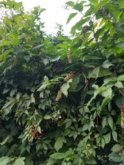 Parthenocissus quinquefolia
