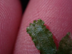 Mannia gracilis