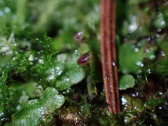 Mannia gracilis