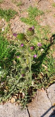 Cirsium vulgare