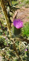 Cirsium vulgare