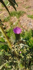 Cirsium vulgare