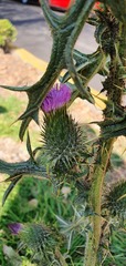Cirsium vulgare