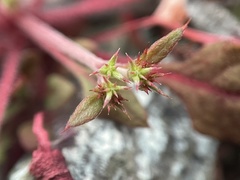 Chorizanthe breweri