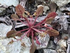 Chorizanthe breweri