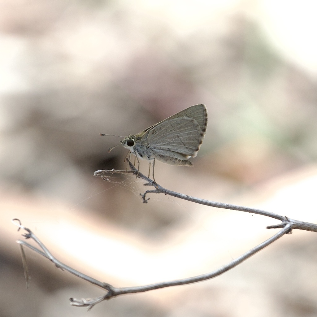 Wide-brand Sedge-skipper