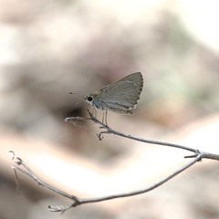 Hesperilla crypsigramma