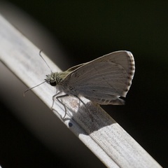 Hesperilla crypsigramma