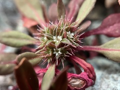 Chorizanthe aphanantha