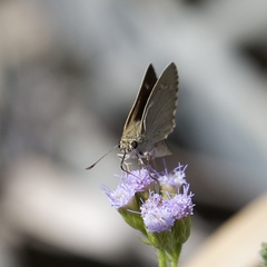 Hesperilla crypsigramma