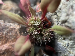 Chorizanthe aphanantha