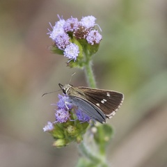 Hesperilla crypsigramma